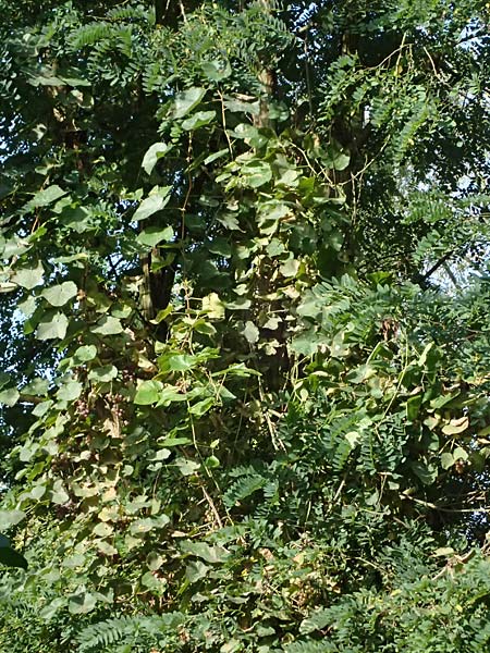 Vitis labrusca \ Fuchs-Rebe, Tessiner Weinrebe / Fox Grape, D Frankfurt-Bonames 12.9.2023