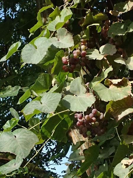 Vitis labrusca \ Fuchs-Rebe, Tessiner Weinrebe / Fox Grape, D Frankfurt-Bonames 12.9.2023