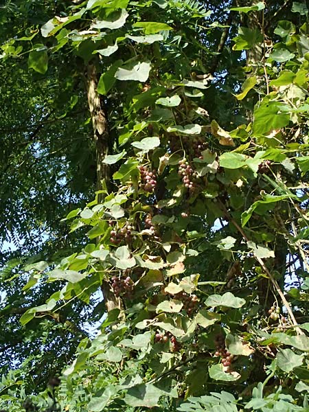 Vitis labrusca \ Fuchs-Rebe, Tessiner Weinrebe / Fox Grape, D Frankfurt-Bonames 12.9.2023