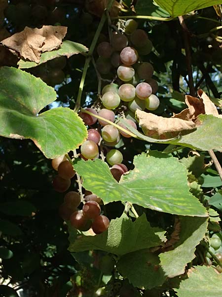 Vitis labrusca \ Fuchs-Rebe, Tessiner Weinrebe / Fox Grape, D Frankfurt-Bonames 12.9.2023