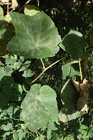 Vitis labrusca \ Fuchs-Rebe, Tessiner Weinrebe / Fox Grape, D Frankfurt-Bonames 12.9.2023