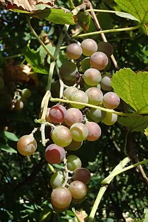Vitis labrusca \ Fuchs-Rebe, Tessiner Weinrebe / Fox Grape, D Frankfurt-Bonames 12.9.2023