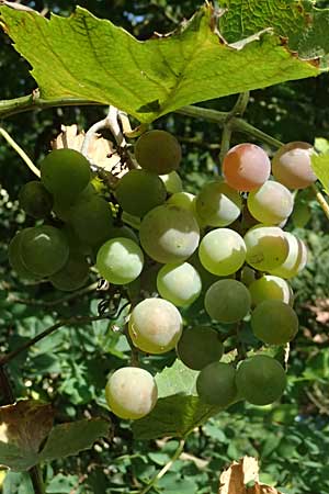 Vitis labrusca \ Fuchs-Rebe, Tessiner Weinrebe / Fox Grape, D Frankfurt-Bonames 12.9.2023