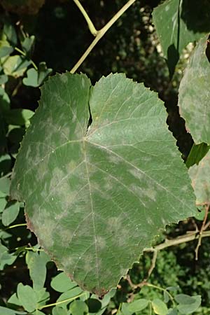 Vitis labrusca \ Fuchs-Rebe, Tessiner Weinrebe / Fox Grape, D Frankfurt-Bonames 12.9.2023