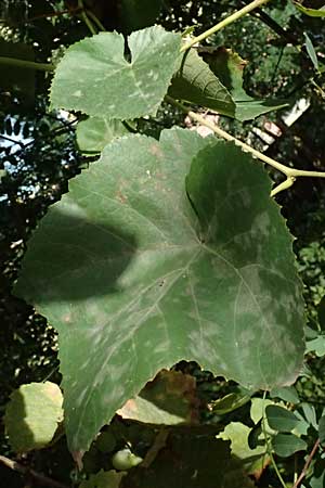 Vitis labrusca \ Fuchs-Rebe, Tessiner Weinrebe / Fox Grape, D Frankfurt-Bonames 12.9.2023