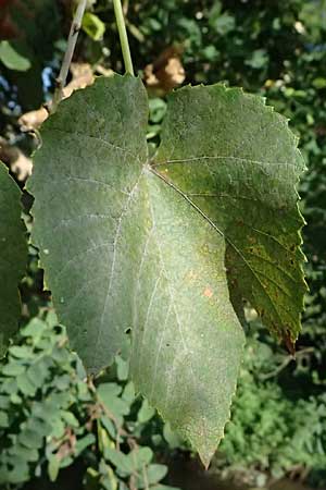 Vitis labrusca \ Fuchs-Rebe, Tessiner Weinrebe / Fox Grape, D Frankfurt-Bonames 12.9.2023