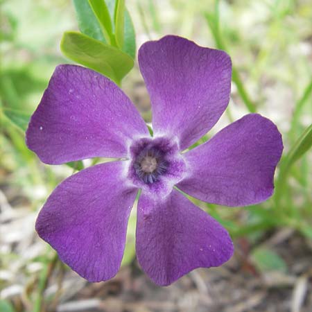 Vinca minor \ Kleines Immergr�n / Lesser Periwinkle, D Rheinhessen, Wendelsheim 29.4.2010