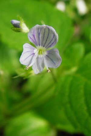 Veronica montana \ Berg-Ehrenpreis / Wood Speedwell, D Hockenheim 10.5.2015