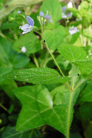 Veronica montana \ Berg-Ehrenpreis / Wood Speedwell, D Hockenheim 10.5.2015