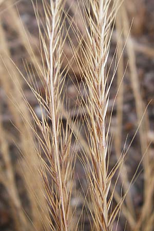 Festuca myuros \ M�useschwanz-Federschwingel, Gew�hnlicher Federschwingel / Rat's-Tail Fescue, D Mannheim 29.5.2015