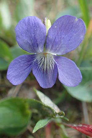Viola riviniana \ Hain-Veilchen / Common Dog Violet, D R&ouml;dermark 13.5.2017