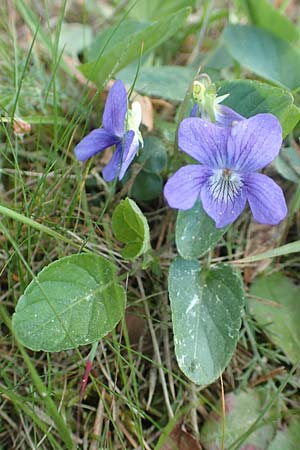 Viola riviniana \ Hain-Veilchen / Common Dog Violet, D R&ouml;dermark 13.5.2017