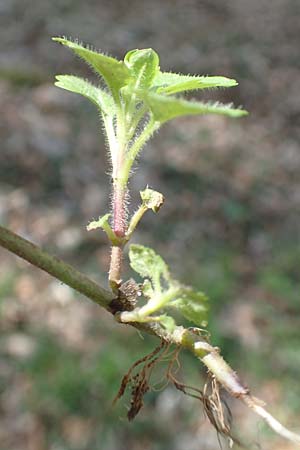 Veronica montana \ Berg-Ehrenpreis / Wood Speedwell, D Bensheim 7.4.2018
