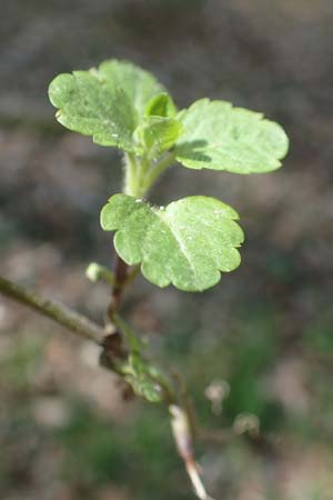 Veronica montana \ Berg-Ehrenpreis / Wood Speedwell, D Bensheim 7.4.2018
