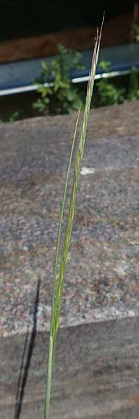 Festuca myuros \ M�useschwanz-Federschwingel, Gew�hnlicher Federschwingel / Rat's-Tail Fescue, D Lennestadt-Altenhundem 21.5.2018