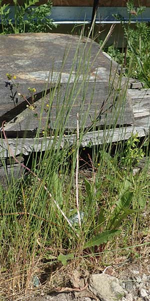 Festuca myuros \ M�useschwanz-Federschwingel, Gew�hnlicher Federschwingel / Rat's-Tail Fescue, D Lennestadt-Altenhundem 21.5.2018