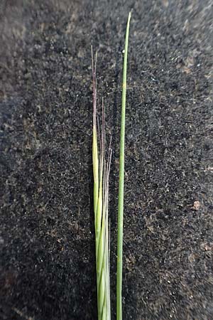 Festuca myuros \ M�useschwanz-Federschwingel, Gew�hnlicher Federschwingel / Rat's-Tail Fescue, D Bochum 22.5.2018