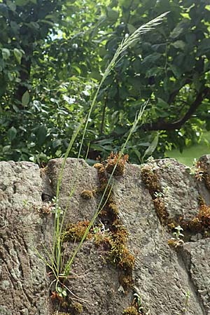 Festuca myuros \ M�useschwanz-Federschwingel, Gew�hnlicher Federschwingel / Rat's-Tail Fescue, D Krefeld 23.5.2018