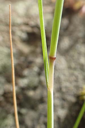 Festuca myuros \ M�useschwanz-Federschwingel, Gew�hnlicher Federschwingel / Rat's-Tail Fescue, D Krefeld 23.5.2018