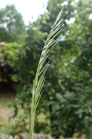 Festuca myuros \ M�useschwanz-Federschwingel, Gew�hnlicher Federschwingel / Rat's-Tail Fescue, D Krefeld 23.5.2018