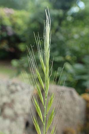 Festuca myuros \ M�useschwanz-Federschwingel, Gew�hnlicher Federschwingel / Rat's-Tail Fescue, D Krefeld 23.5.2018