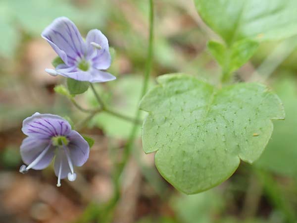 Veronica montana \ Berg-Ehrenpreis / Wood Speedwell, D Walld&uuml;rn 30.5.2019