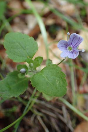 Veronica montana \ Berg-Ehrenpreis / Wood Speedwell, D Walld&uuml;rn 30.5.2019