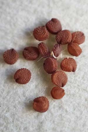 Stellaria media \ Vogelmiere / Common Chickweed, D Wald-Michelbach 7.5.2020