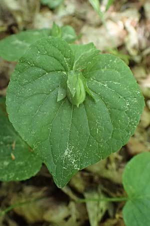 Viola mirabilis \ Wunder-Veilchen / Broad-Leaved Violet, D Hardheim 28.5.2022