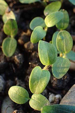 Stellaria media \ Vogelmiere / Common Chickweed, D Mannheim 4.2.2023