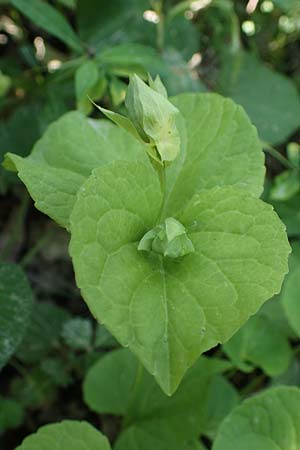 Viola mirabilis \ Wunder-Veilchen / Broad-Leaved Violet, D Querfurt 18.6.2023