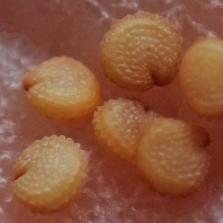 Stellaria media \ Vogelmiere / Common Chickweed, D Ulm 25.5.2025