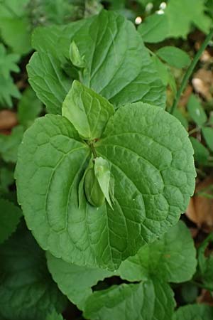 Viola mirabilis \ Wunder-Veilchen / Broad-Leaved Violet, D Eiersheim 31.5.2025