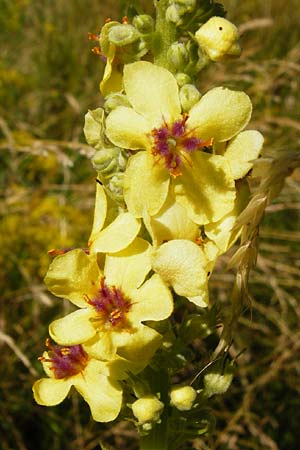 Verbascum nigrum \ Dunkle K�nigskerze, Schwarze K�nigskerze / Dark Mullein, D N&ouml;rdlingen 10.7.2015