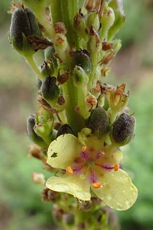 Verbascum nigrum \ Dunkle K�nigskerze, Schwarze K�nigskerze / Dark Mullein, D Bad Hersfeld 29.7.2019