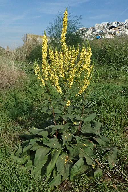 Verbascum nigrum \ Dunkle K�nigskerze, Schwarze K�nigskerze / Dark Mullein, D Mannheim 22.9.2024