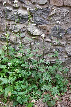 Valeriana excelsa \ Echter Kriech-Baldrian, Kriechender Arznei-Baldrian / High Valerian, D Odenwald, Reichelsheim 16.6.2015