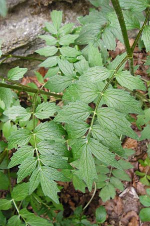 Valeriana excelsa \ Echter Kriech-Baldrian, Kriechender Arznei-Baldrian / High Valerian, D Odenwald, Reichelsheim 16.6.2015