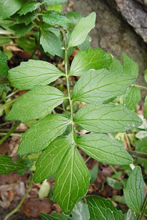 Valeriana excelsa \ Echter Kriech-Baldrian, Kriechender Arznei-Baldrian / High Valerian, D Odenwald, Reichelsheim 16.6.2015
