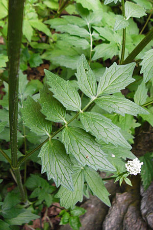 Valeriana excelsa \ Echter Kriech-Baldrian, Kriechender Arznei-Baldrian / High Valerian, D Odenwald, Reichelsheim 16.6.2015