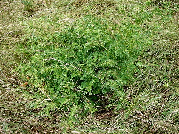 Vicia orobus \ Orber Wicke, Heide-Wicke / Wood Bitter-Vetch, Upright Vetch, D Lohr am Main 18.7.2015
