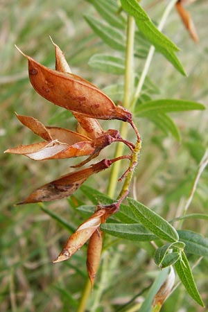 Vicia orobus \ Orber Wicke, Heide-Wicke / Wood Bitter-Vetch, Upright Vetch, D Lohr am Main 18.7.2015