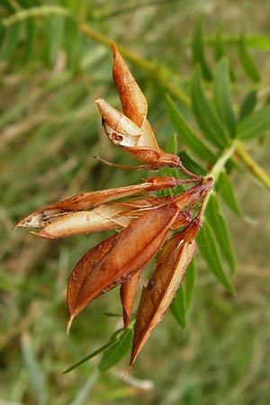 Vicia orobus \ Orber Wicke, Heide-Wicke / Wood Bitter-Vetch, Upright Vetch, D Lohr am Main 18.7.2015