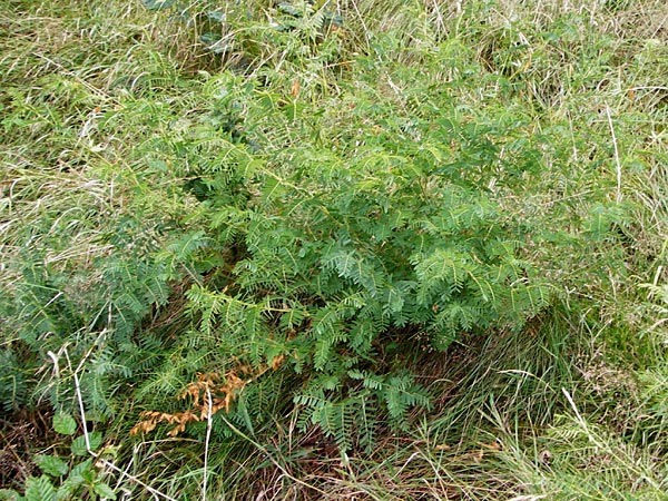 Vicia orobus \ Orber Wicke, Heide-Wicke / Wood Bitter-Vetch, Upright Vetch, D Lohr am Main 18.7.2015