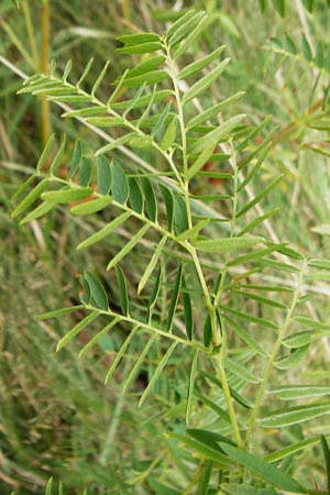 Vicia orobus \ Orber Wicke, Heide-Wicke / Wood Bitter-Vetch, Upright Vetch, D Lohr am Main 18.7.2015