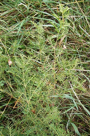Vicia orobus \ Orber Wicke, Heide-Wicke / Wood Bitter-Vetch, Upright Vetch, D Lohr am Main 18.7.2015