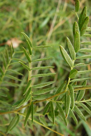 Vicia orobus \ Orber Wicke, Heide-Wicke / Wood Bitter-Vetch, Upright Vetch, D Lohr am Main 18.7.2015