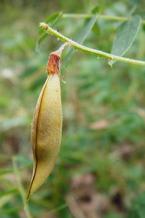 Vicia orobus \ Orber Wicke, Heide-Wicke / Wood Bitter-Vetch, Upright Vetch, D Lohr am Main 18.7.2015