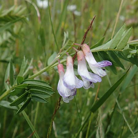 Vicia orobus \ Orber Wicke, Heide-Wicke / Wood Bitter-Vetch, Upright Vetch, D Rechtenbach 20.6.2016