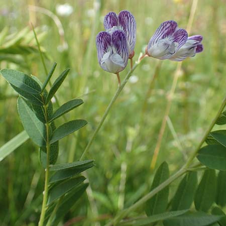 Vicia orobus \ Orber Wicke, Heide-Wicke / Wood Bitter-Vetch, Upright Vetch, D Rechtenbach 20.6.2016